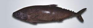 escolar
