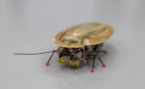 cucaracha robot