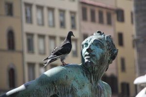 plagas de palomas